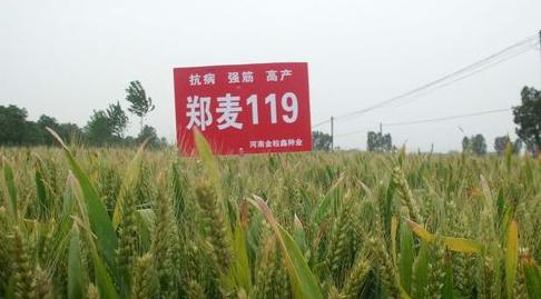 郑麦119这个小麦品种好吗